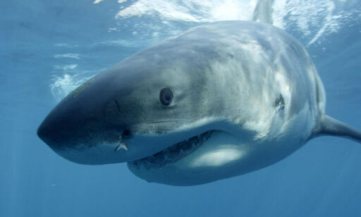 Haiskandale for Discovery Channel