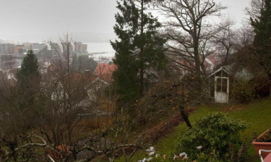 Tre år, fem rettssaker og 300 000 kroner ... men treet står der fortsatt