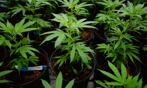 It's nothing short of a sea change in public policy, one with profound implications for everything from Canadian culture and health to border security, road safety and even international relations: legalizing marijuana. Marijuana plants are pictured during a tour of Tweed Inc. in Smiths Falls, Ont., on Thursday, January 21, 2016. THE CANADIAN PRESS/Sean Kilpatrick