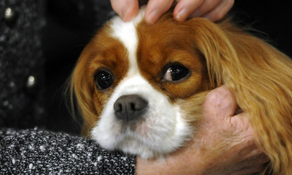 1500 dyrleger har undertegnet opprop mot uetisk hundeavl. En av Norges mest populære raser trekkes fram