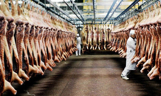 «Om slakteriene hadde hatt glassvegger, ville alle vært vegetarianere»