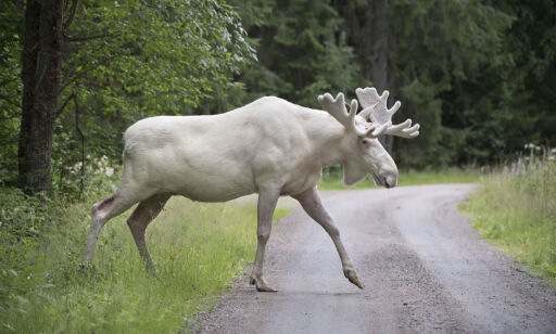 Den verdensberømte hvite elgen i Sverige får leve videre
