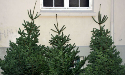 Frykter juletremangel etter tørkesommeren
