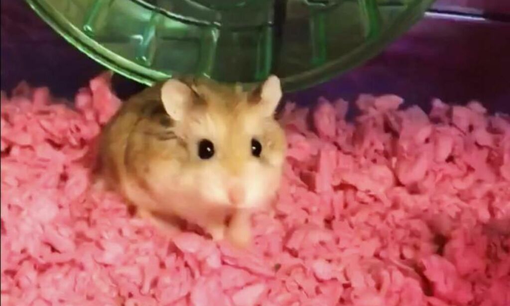 Fikk ikke ta med terapi-hamster på flyet - spylte den ned i do