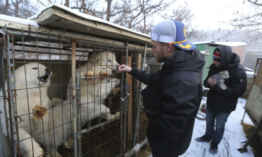 OL-stjerna Gus (26) var helt knust etter hundefarm-besøk - tok med seg valp hjem