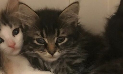 Kattungene er alene: Moren ble skutt med luftgevær