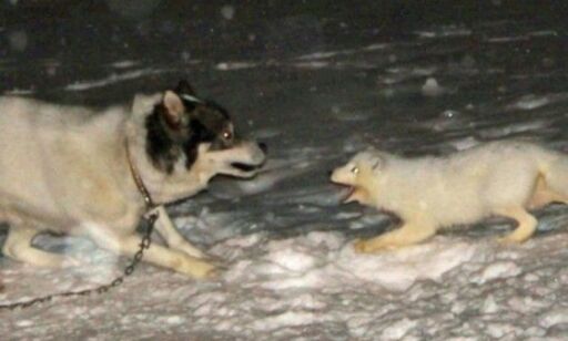 Rabies-alarm på Svalbard