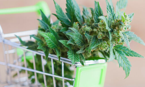 Ta en skål for oljefondets cannabis-fortjeneste